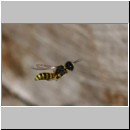 Ectemnius cavifrons oder ruficornis - Grabwespe m01.jpg